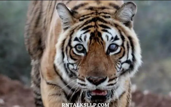 World Tiger Day Quiz | International Tiger Day Quiz | How Much Do You Know About Tigers
