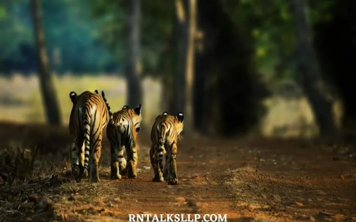 World Tiger Day Quiz | International Tiger Day Quiz | How Much Do You Know About Tigers