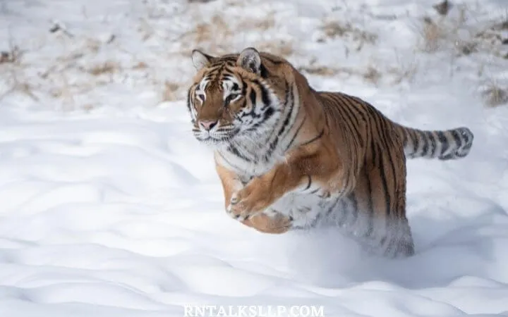 World Tiger Day Quiz | International Tiger Day Quiz | How Much Do You Know About Tigers