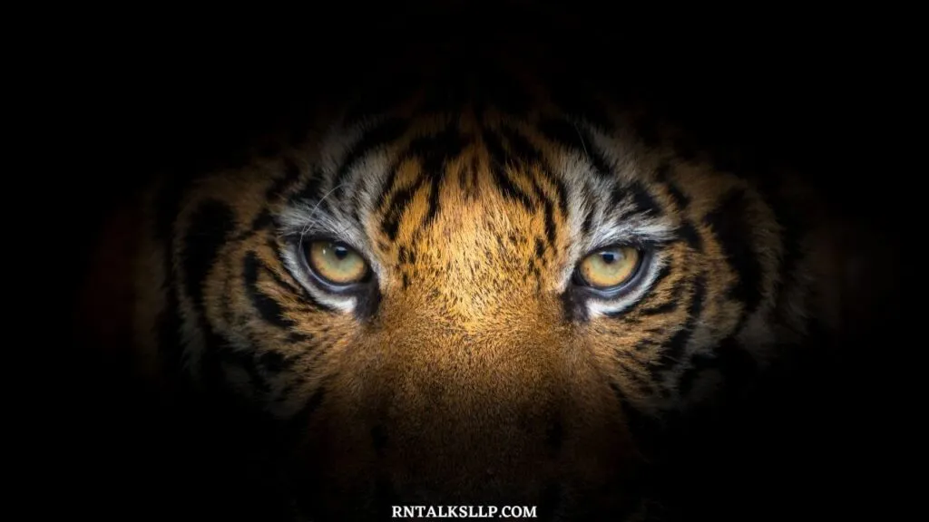 World Tiger Day Quiz | International Tiger Day Quiz | How Much Do You Know About Tigers