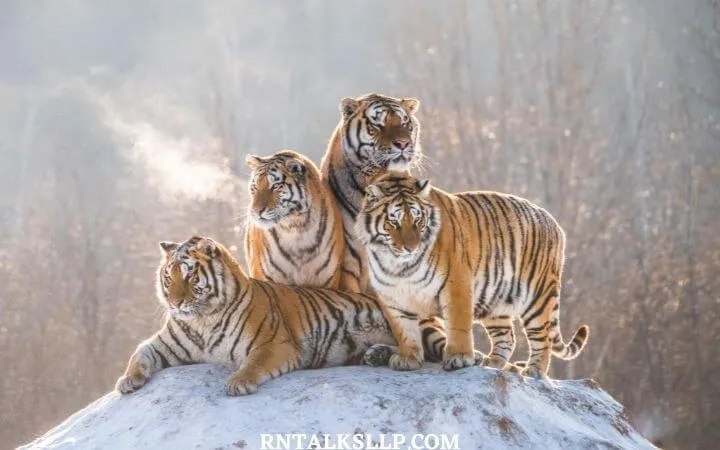 World Tiger Day Quiz | International Tiger Day Quiz | How Much Do You Know About Tigers