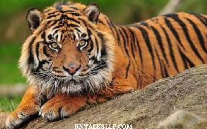World Tiger Day Quiz | International Tiger Day Quiz | How Much Do You Know About Tigers