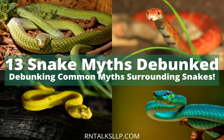 13 Snake Myths Debunked: Debunking Common Myths Surrounding Snakes ...